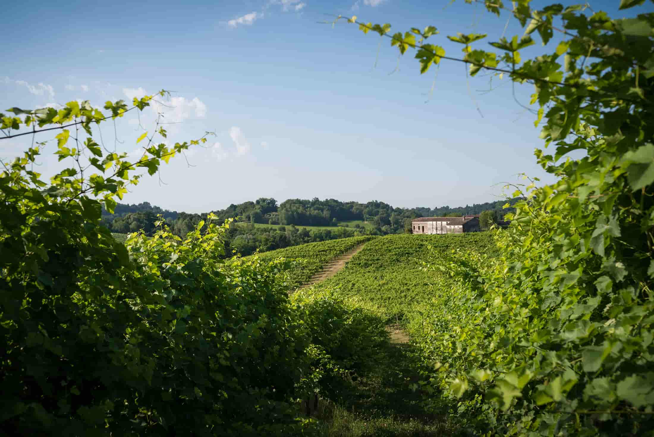 Visita guidata ai vigneti